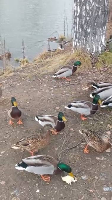 Video5202019068420329451.mp4