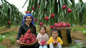 Собираю драконий фрукт с двумя детьми для продажи на рынке. Готовлю кашу для детей.Жизнь во Вьетнаме