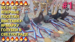 🔥🔥🔥 09.11.25. Впервые посетил выставку-ярмарку голубей в г.Светлоград. Bird Market. Pigeons Fair.