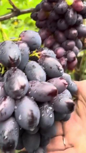 Саженцы винограда в ассортименте от Small Garden's