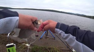 Фидер. Батл прикормок MINENKO против WELL BAITS. Приморье 11сентября  2025.