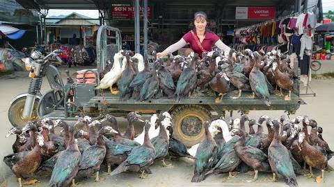 Купила 100 килограмм гусей у фермера. Чтобы перепродать на местном рынке. смотреть онлайн