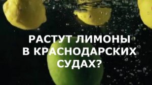 Растут лимоны в Краснодарских судах? ПАСЫНОК УБИЛ ОТЧИМА