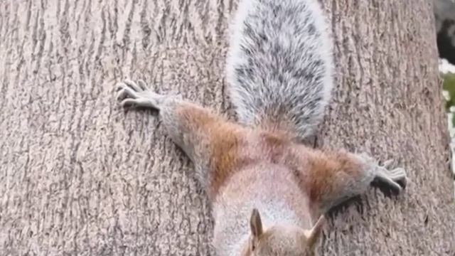 Тс-с-с! Не спугните!💕 смотреть онлайн