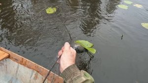 Золотой октябрь #11