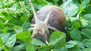 Улитка ахатина гуляет