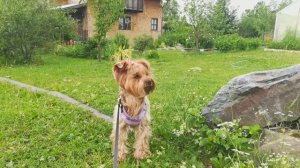 Здравствуй, лето!🥰🐕🌸🌷🍓