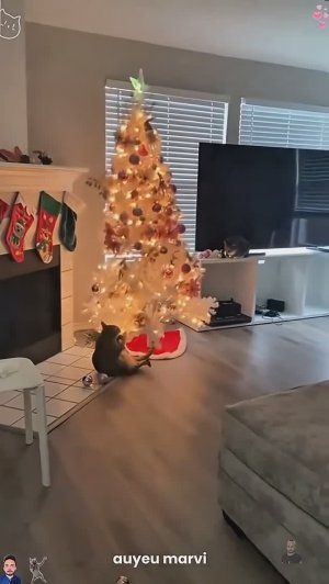 🤣Шерстяной беспредел 😹