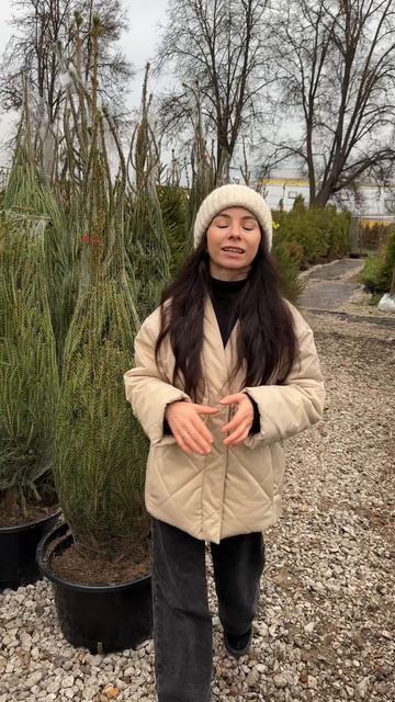 Новогодние деревья, голубые и зелёные ели в кадках, пихты Нордмана и Фразера, ели в срезах