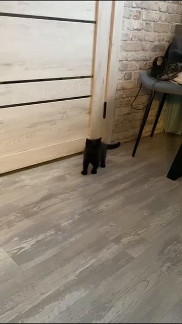 Охота началась) #shorts #коты #котики #котята #котёнок #лапочки #кошики