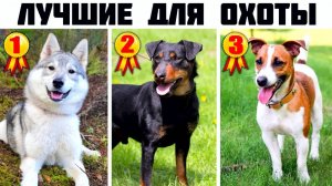 7 Лучших универсальных охотничьих пород собак (Часть 2)