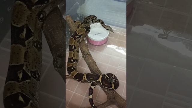 Удав Ноника. 6 ноября 2025 г. смотреть онлайн