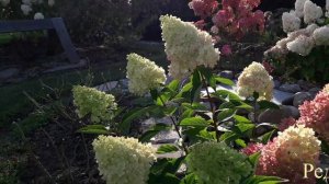 Гортензии в нашем саду. Сентябрь 2025...