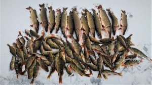 ЛЮБИМОЕ ОЗЕРО В ПЕРВЫЙ ЛЁД 25-26 ПОРАДОВАЛО ПРОСТО БЕШЕННЫМ КЛЁВОМ НА ЖЕРЛИЦЫ! НАБЕГАЛИСЬ)...