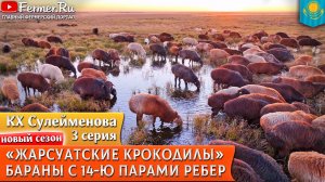 🐏Вот это селекция! Удлинённая линия эдильбаевских баранов. Отличный курдюк и 14 пар рёбер! Линия Аю