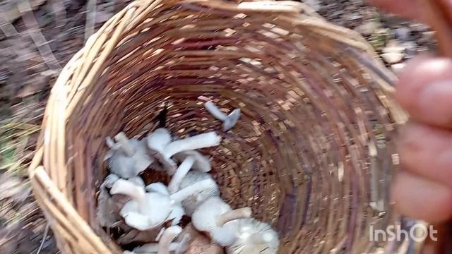 Гуляем в дубовой роще. 09.11.25 смотреть онлайн