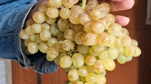 25. Виноград кишмиш 342 Венгерский - цветёт. 12 июня 2025 г.