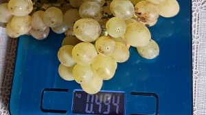 38. Остатки урожая винограда. 25 сентября 2025 г.