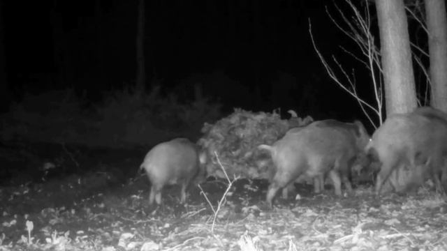 Кабаны фото ловушка смотреть онлайн