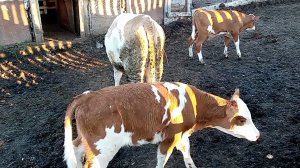 Выпустили телят побегать/Осень в деревне