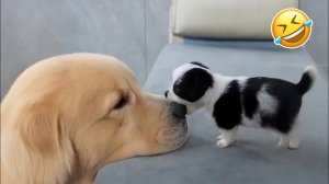 #смешныевидео -152