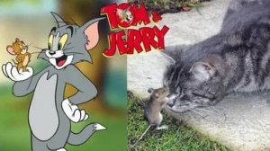 Том и Джерри и милые пушистые хвостики  😹😍 СМЕШНЫЕ КОТЫ
