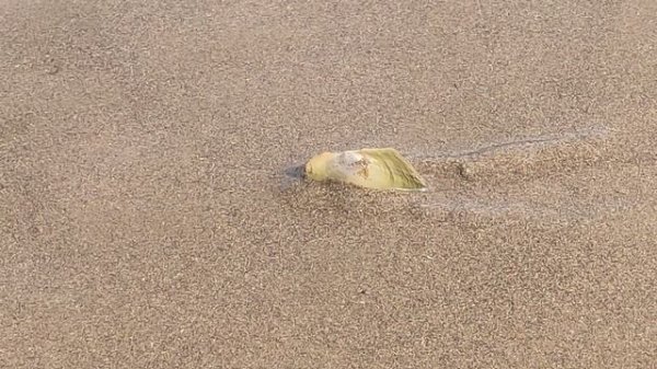 Как ползает речная ракушка река Сылва ROADCONTROL159