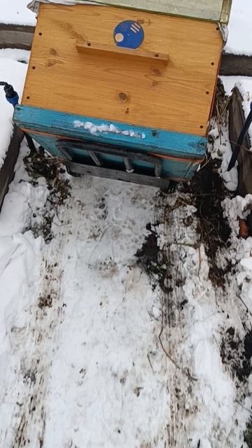 Пчёлы переезжают в омшаник на зимовку #Красноярск смотреть онлайн