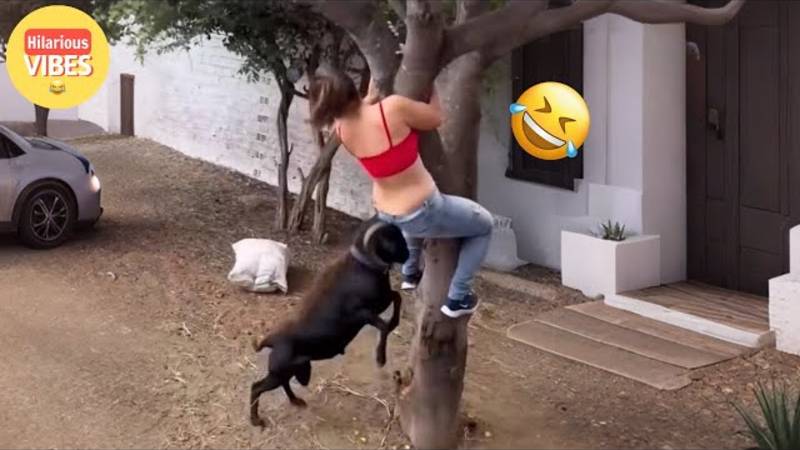 Самые смешные видео недели 😂 Постарайтесь не смеяться 😆🤣 смотреть онлайн