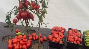 Дневник моих огородных дел. 27 сентября 2025 года.