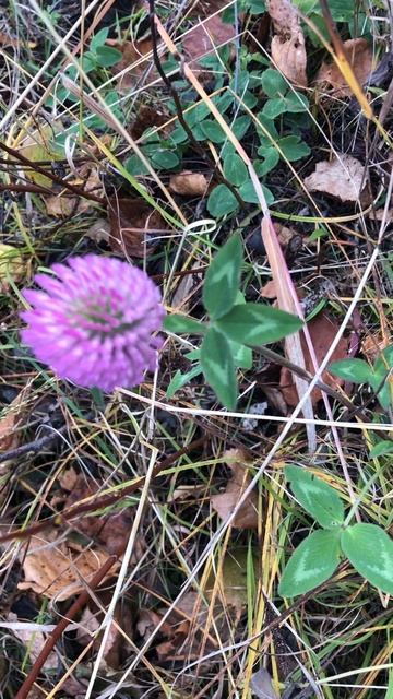 Октябрьский свежий клевер смотреть онлайн