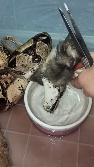 Кормление удава Ноники. 6 ноября 2025 г. смотреть онлайн