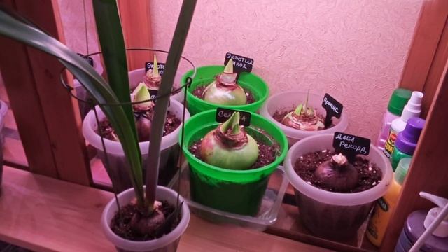 10-11-2025.Гиппеаструмы..пересадка детки. смотреть онлайн