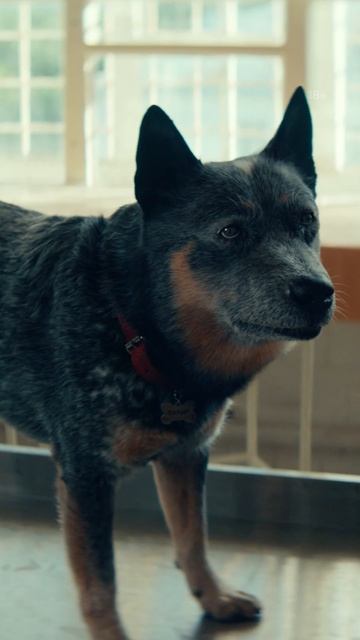 Просто говорящая собака! | «Волшебный участок 2» — смотрите в Okko! #ВолшебныйУчасток смотреть онлайн