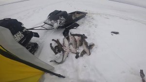 Рыбалка на реке. Ловля налима на перемёт. 18