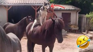 #смешныевидео -155