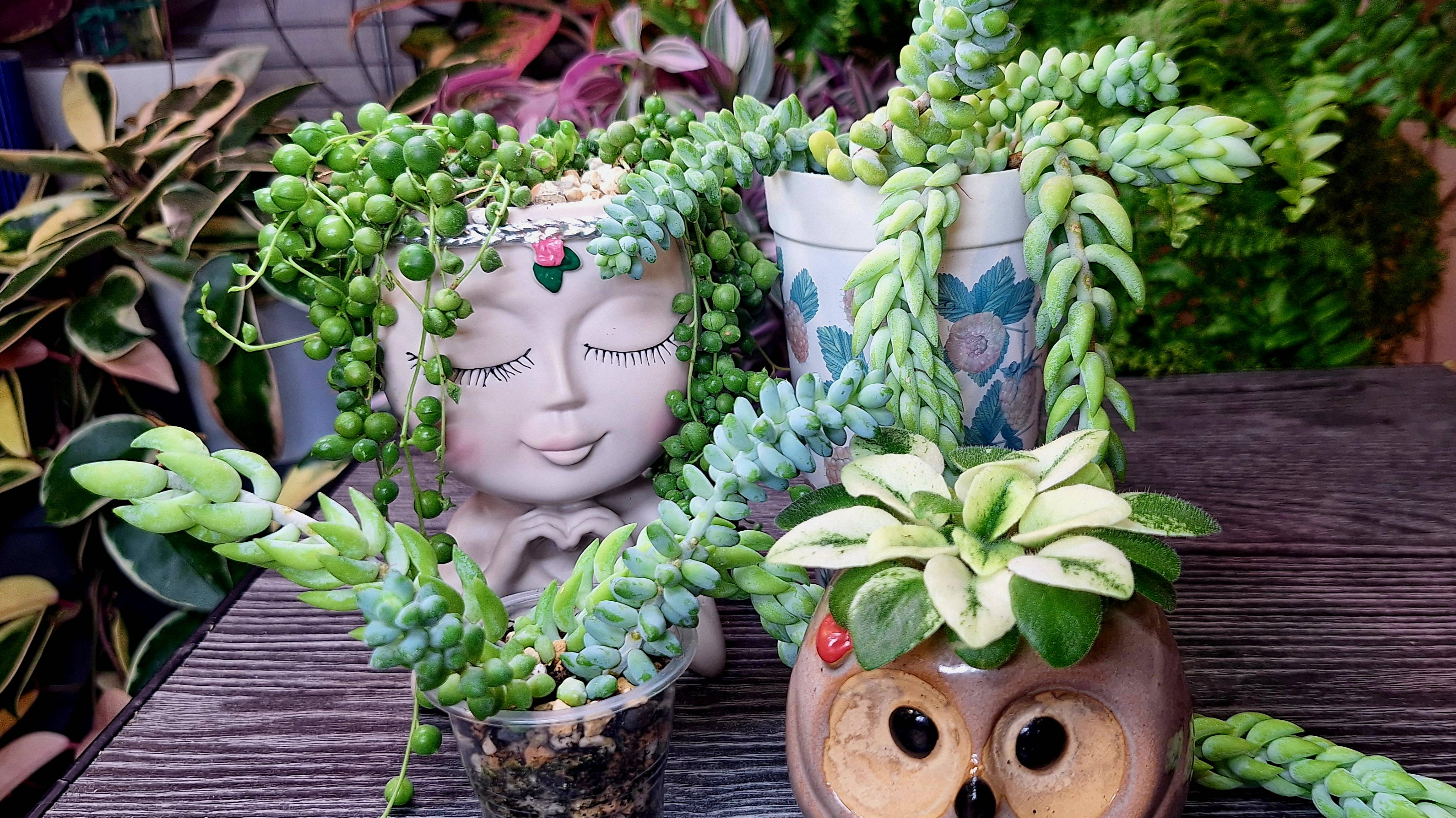 Пересадка суккулентиков и мини фиалочки смотреть онлайн