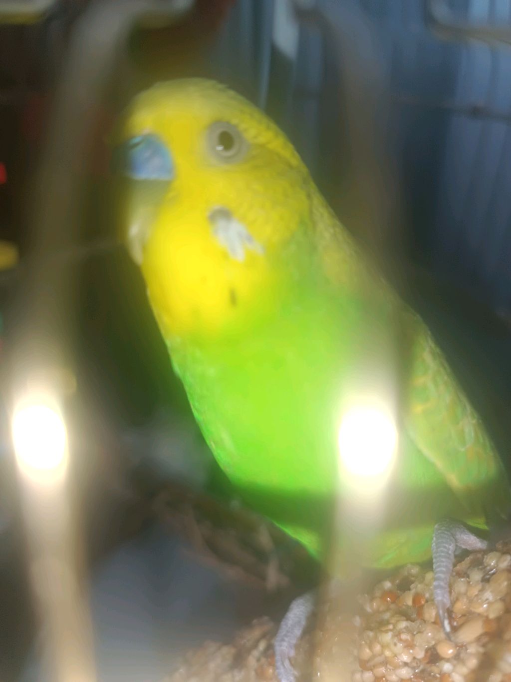 попугай Кеша и его увлажнитель