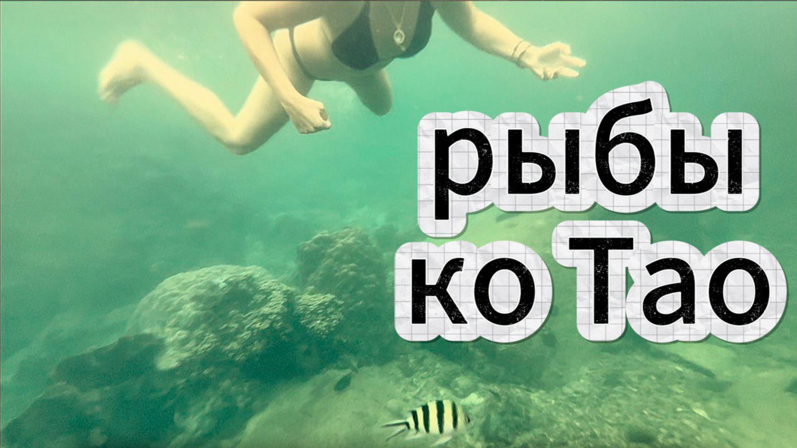 РЫБЫ КО ТАО | Тайланд смотреть онлайн