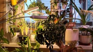 Освященность