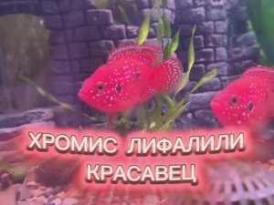 ХРОМИС ЛИФАЛИЛИ КРАСАВЕЦ