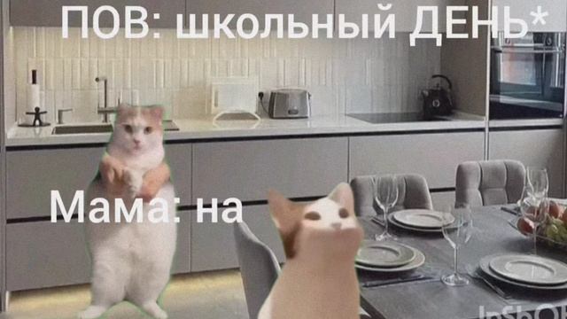коты мемы😂😂