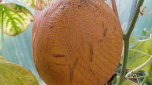 Дыня в Ленинградской области. Сорт ПАСПОРТ F1. Очень вкусная, рекомендую !