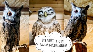 Маленькие совы неспешно ужинают. Пёс Кубик получил оленье копытце