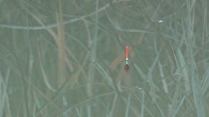 Канал зарос камышом, тут и обитает карась, ловля на маховую удочку