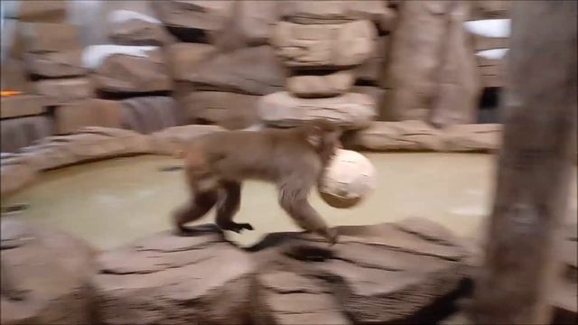 У японских макак любимое занятие смотреть в окно и играть с мячиком 30.10.2025 смотреть онлайн