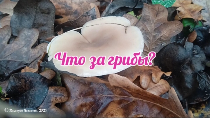 Что за грибы? смотреть онлайн