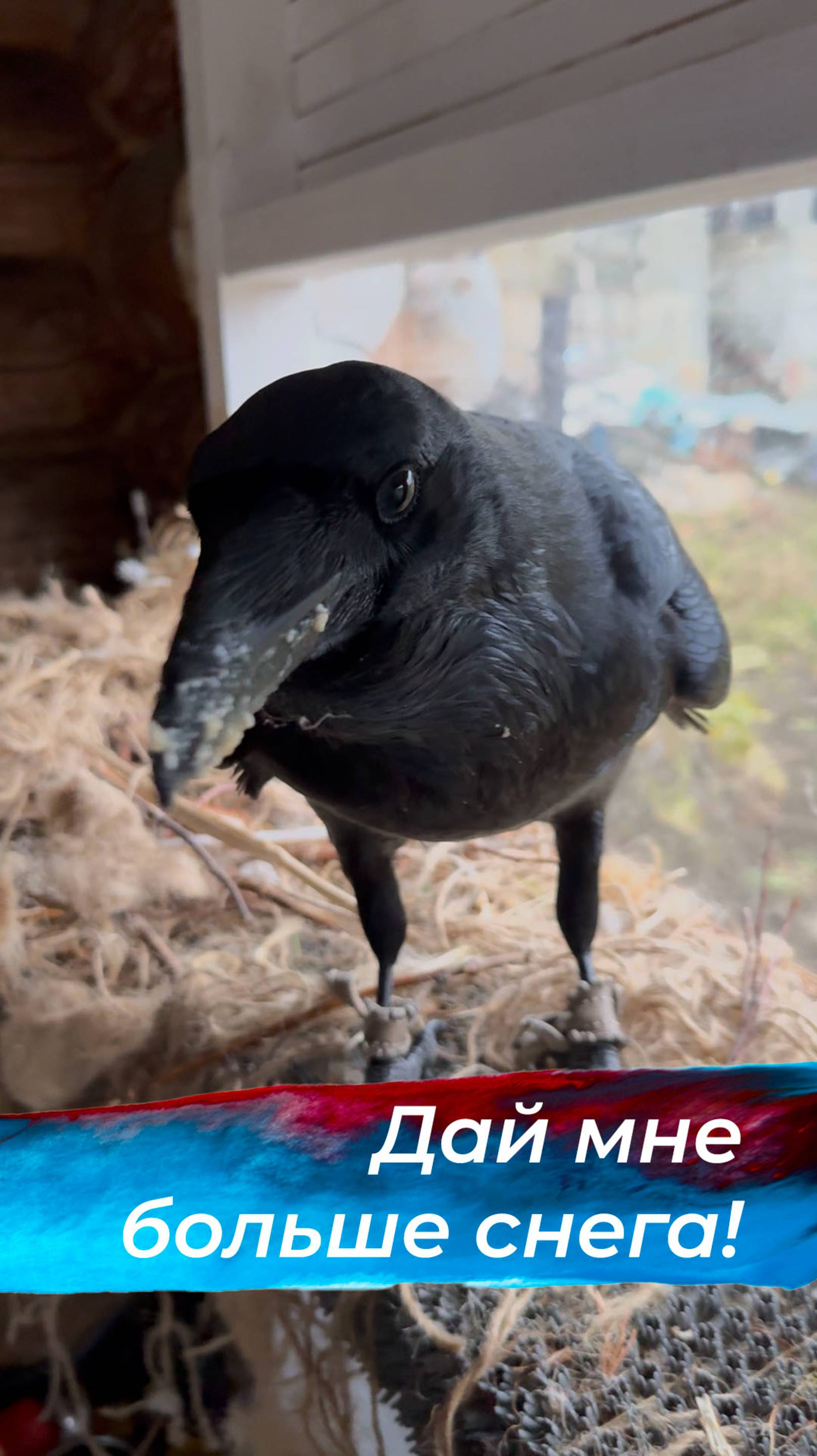 Первый снег! смотреть онлайн