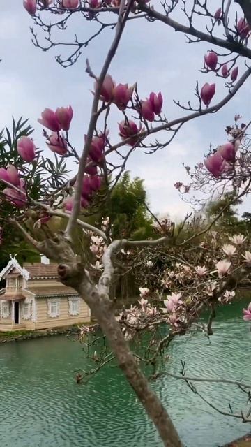 Прекрасная магнолия в парке Южные культуры #адлер #сочи #магнолия