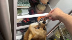 Лиса-Алиса. Особый подарок для лисы из холодильника